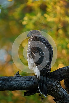 Cooper`s hawk baby resting on branch