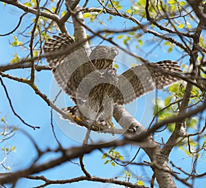 Cooper`s hawk baby resting on branch