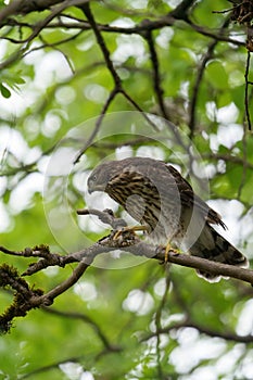 Cooper`s hawk baby resting on branch