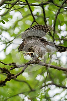 Cooper`s hawk baby resting on branch