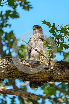 Cooper`s hawk baby resting on branch