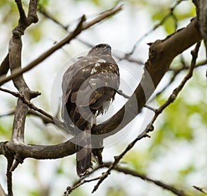 Cooper`s hawk baby resting on branch