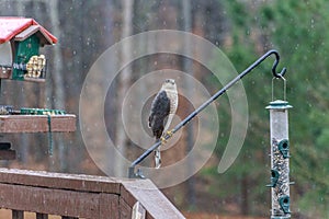 Cooper`s Hawk at Bird Feeders