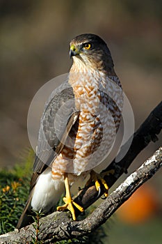 Cooper& x27;s Hawk on Branch, Adult