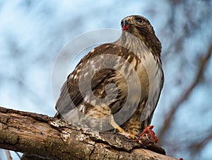 Cooper`s hawk feeding in forest