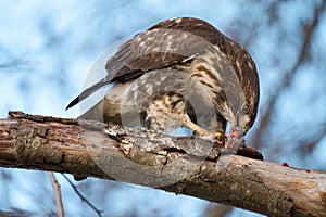 Cooper`s hawk feeding in forest