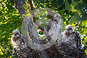 Cooper's Hawk Chicks