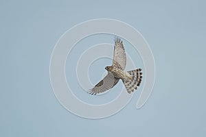 Cooper's Hawk - Accipiter cooperii