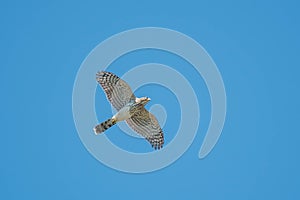 Cooper's Hawk - Accipiter cooperii