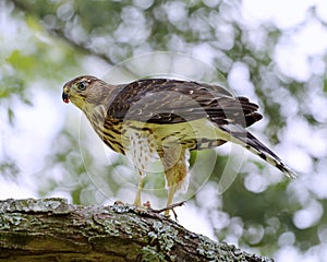 Coopers Hawk