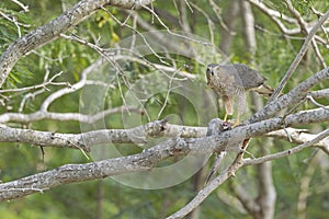 A Cooper`s hawk feasting on a dove in a tree.