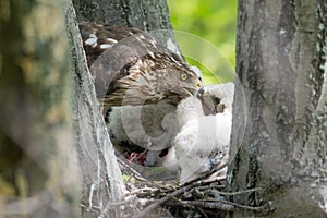 Cooper-s hawk feeding chicks