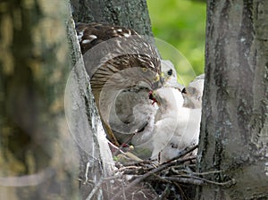 Cooper-s hawk feeding chicks