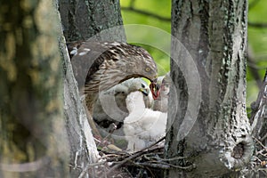 Cooper-s hawk feeding chicks