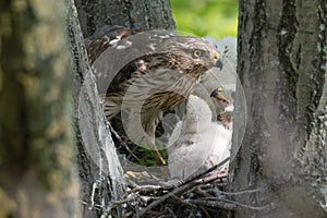 Cooper-s hawk feeding chicks