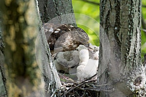 Cooper-s hawk feeding chicks
