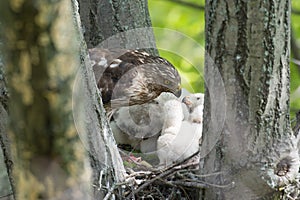 Cooper-s hawk feeding chicks