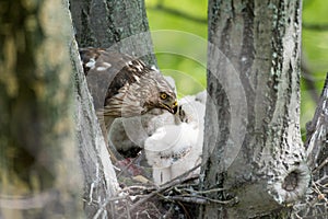 Cooper-s hawk feeding chicks