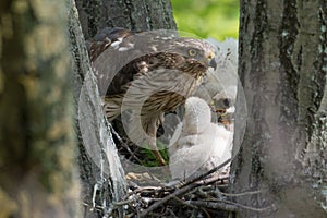 Cooper-s hawk feeding chicks