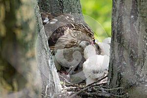 Cooper-s hawk feeding chicks