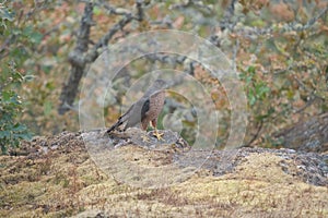 Cooper`s hawk feeding in forest