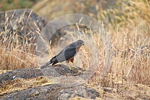 Cooper`s hawk feeding in forest