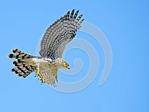 Cooper's Hawk in Flight