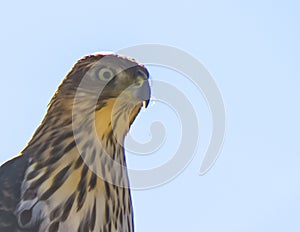 Cooper`s Hawk Immature Perched Close
