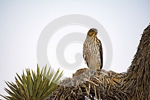 Cooper`s Hawk Immature Perched Evening