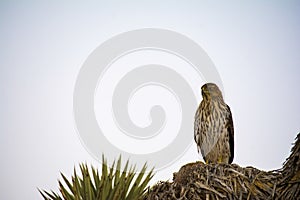 Cooper`s Hawk Immature Perched Evening