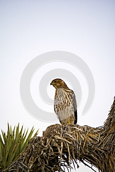 Cooper`s Hawk Immature Perched Evening