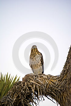 Cooper`s Hawk Immature Perched Evening