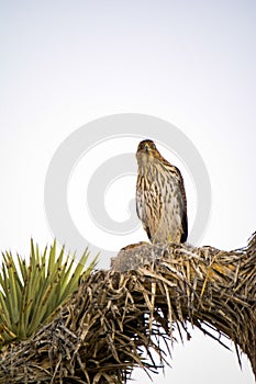 Cooper`s Hawk Immature Perched Evening