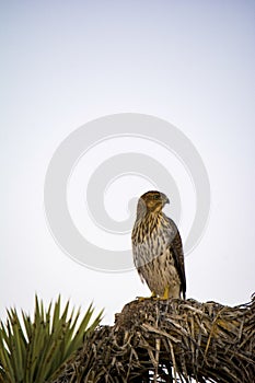 Cooper`s Hawk Immature Perched Evening