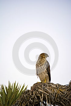 Cooper`s Hawk Immature Perched Evening