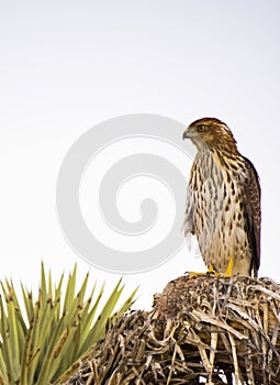 Cooper`s Hawk Immature Perched Evening