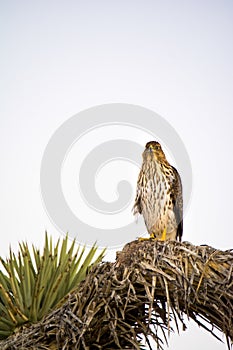 Cooper`s Hawk Immature Perched Evening