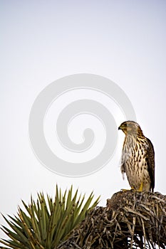 Cooper`s Hawk Immature Perched Evening