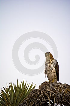 Cooper`s Hawk Immature Perched Evening