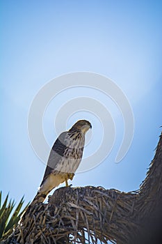 Cooper`s Hawk Immature Perched Morning