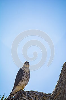 Cooper`s Hawk Immature Perched Morning