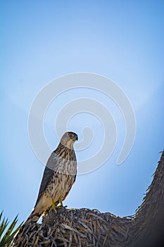Cooper`s Hawk Immature Perched Morning