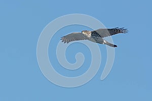 Cooper's Hawk - Accipiter cooperii