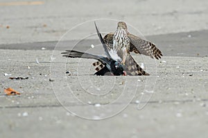 Cooper's Hawk - Accipiter cooperii