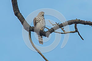 Cooper's Hawk - Accipiter cooperii