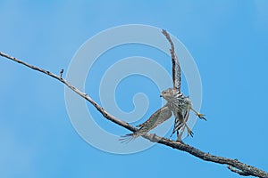 Cooper's Hawk - Accipiter cooperii
