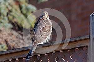 Cooper`s Hawk on a Lattice Fence