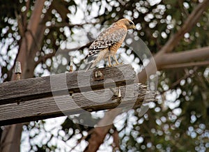 Cooper`s Hawk in Monterey, California