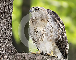 Cooper`s Hawk Peers From a Tree Branch