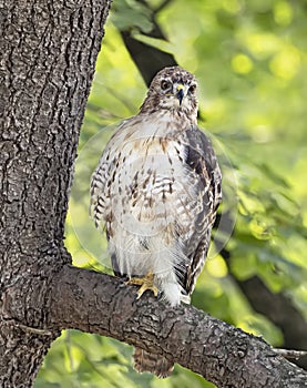 Cooper`s Hawk Peers From a Tree Branch